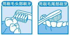 用刷毛头部刷牙、用刷毛尾部刷牙